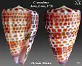 Conus tessulatus  Born, I. von, 1778