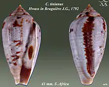 Conus tinianus Hwass in Bruguière, J.G., 1792