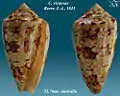 Conus victoriae Reeve, L.A., 1843