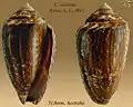 Conus victoriae Reeve, L.A., 1843