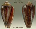 Conus victoriae Reeve, L.A., 1843