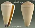 Conus virgo Linnaeus, C., 1758