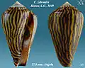 Conus zebroides Kiener, L.C., 1849