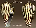 Conus zebroides Kiener, L.C., 1849