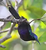 Copper-throated Sunbird