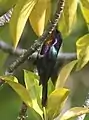Copper-throated Sunbird