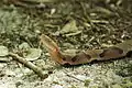 Copperhead on Beaver Dam Trail