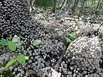 Coprinus disseminatus; commonly known as "fairy inkcap" or "trooping crumble cap