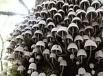 Coprinus disseminatus; commonly known as "fairy inkcap" or "trooping crumble cap in a tree