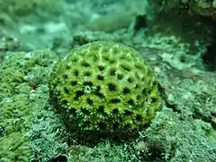 An unidentified coral