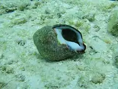 Coralliophila neritoidea