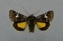 Small dark yellow underwingCoranarta cordigeraHadeninae
