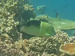 Clown coris (Coris aygula)