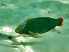 Queen coris (Coris frerei)