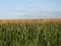 Cornfields flourish after a heavy rain in Prowers County, August 1, 2010