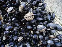 Mussels in the intertidal zone in Cornwall, England.