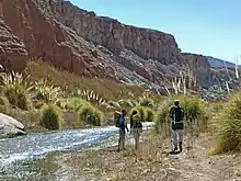 Landscape with rocks, hikers, and pampas grass