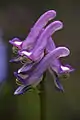 Corydalis pauciflora