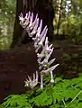 Corydalis scouleri