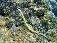 Messmate pipefish (Corythoichthys haematopterus)