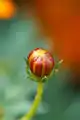 Bud of Cosmos sulphureus