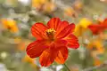 Cosmos sulphureus in orange flower