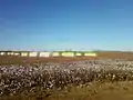 Cotton bales near Wellington