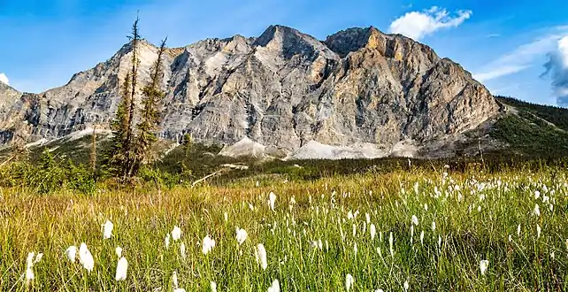 Sukakpak Mountain and cottongrass