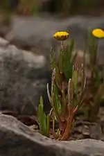 Leaves sheath the stem and are entire or with a few teeth or deep lobes (Fir Island, Washington)