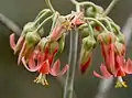 The flowers of Cotyledon barbeyi are inflated between the calyx lobes.