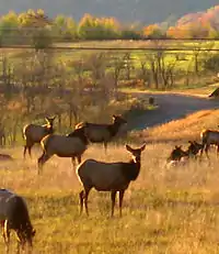 An antlered elk in a sunlit field, with heads of smaller animals in the background
