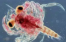 Image 23Crab larva barely recognisable as a crab, radically changes its form when it undergoes ecdysis as it matures (from Arthropod exoskeleton)