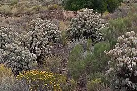 In habitat, Western Cape, South Africa