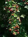 Common hawthorn (Crataegus monogyna)