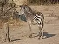Crawshay's zebra foal
