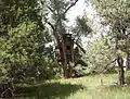 Tree house near the creek. Curt's cow is on top of the tree house.