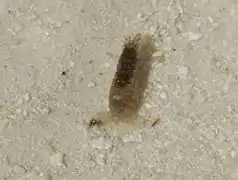 An unidentified shrimp