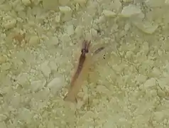 An unidentified shrimp