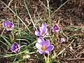 Crocus minimus