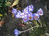 Flowers of Crocus speciosus