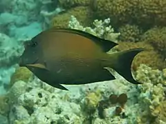 Striated surgeonfish (Ctenochaetus striatus)
