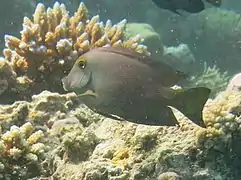 Spotted surgeonfish (Ctenochaetus strigosus)