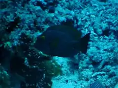 Indian gold-ring bristletooth (Ctenochaetus truncatus)