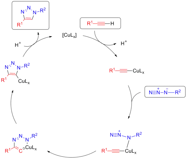 Mechanism for Copper-catalysed click chemistry.
