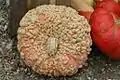 A single Galeux d' Eysines pumpkin as viewed from above