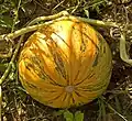 The ripe fruit of a Styrian pumpkin as viewed from above