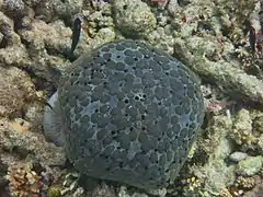 Culcita schmideliana