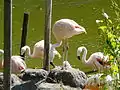 Chilean flamingoes
