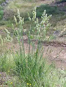 Habit with numerous, tall flowering culms emerging from a small tussock of long, narrow green leaves.