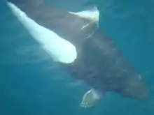 A wild Dall's porpoise posing for her Wikipedia photo on a calm day in the Shelikof Strait off the coast of Raspberry Island
